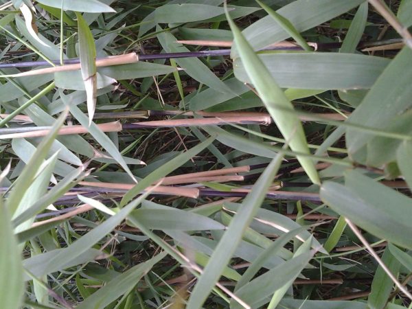 Bamboeplant - Fargesia nitida 'Black Pearl' - niet woekerend - Afbeelding 3