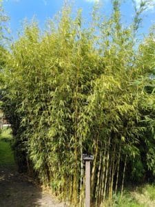 Fargesia robusta 'Campbell'