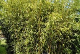 Fargesia robusta 'Campbell'