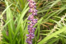 Liriope muscari_2