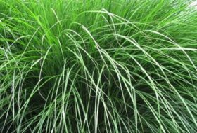 Miscanthus sin. 'Gracillimus'