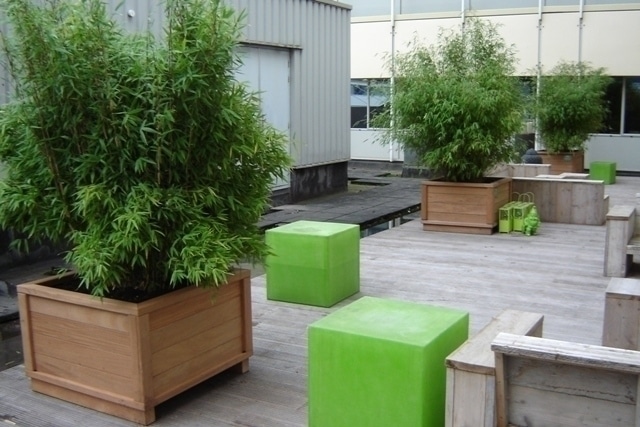 Bamboe op terras bamboe op het terras