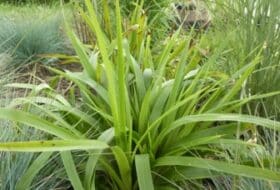 Luzula nivea 'Schattenkind'