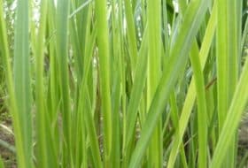 Panicum virg. 'Heavy Metal'_2