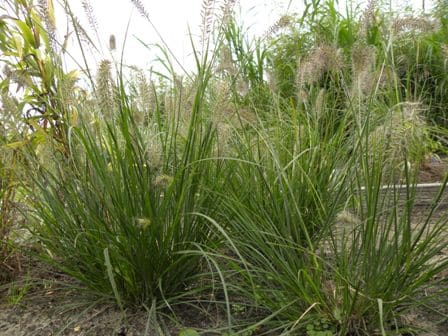 siergrassen in bloei