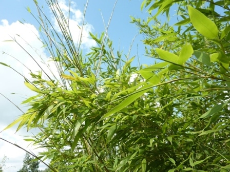 Phyllostachys aurea_2