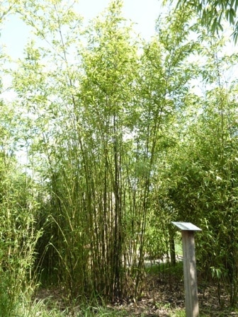 Phyllostachys nigra