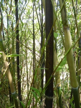 Phyllostachys nigra_2
