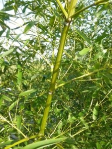 Woekerde bamboe Phyllostachus parvifolia. Een zeer sterk soort!