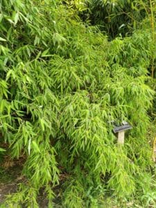 Fargesia nitida 'Shadow Light'
