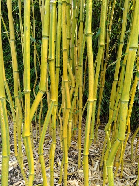 Phyllostachys aureosulcata 'Spectabilis'
