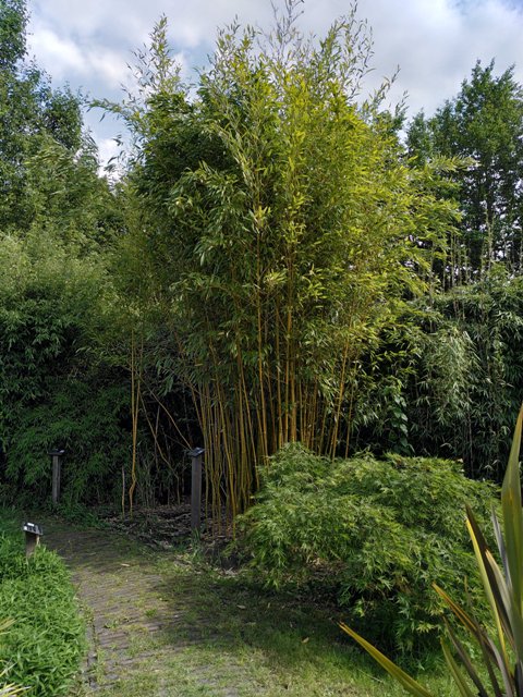 Phyllostachys aureosulcata 'Spectabilis'