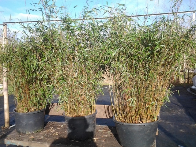 huur bamboe breed
