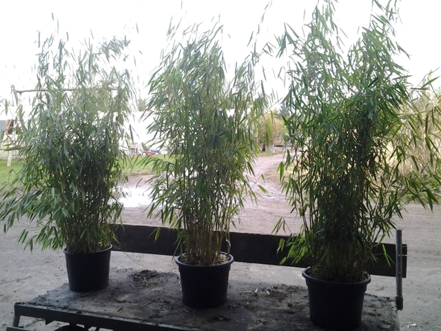 Huur bamboe in bak