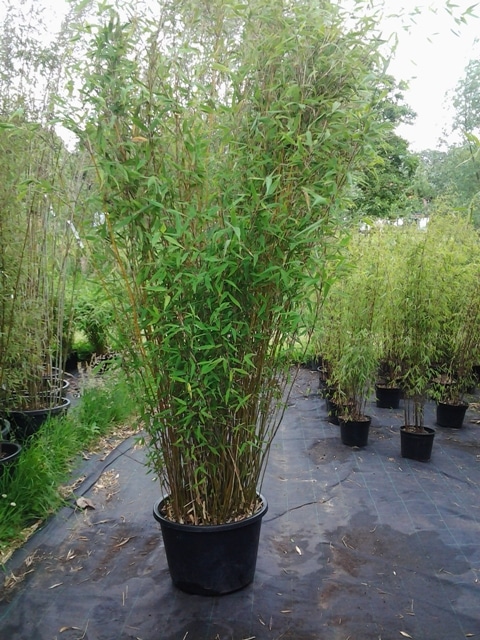 Huur bamboe in kweekpot