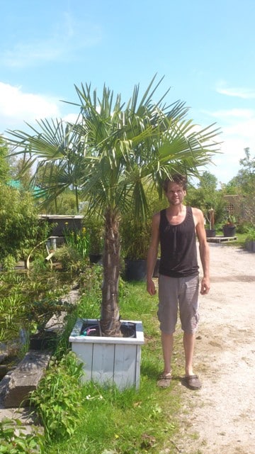 Huur palm 250cm - Afbeelding 3