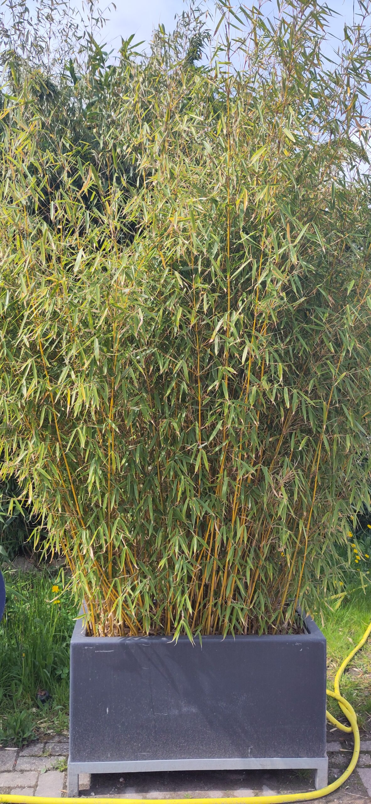 Huur bamboe in antaciet sierbak - Afbeelding 2