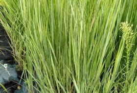 Panicum virgatum 'Northwind'