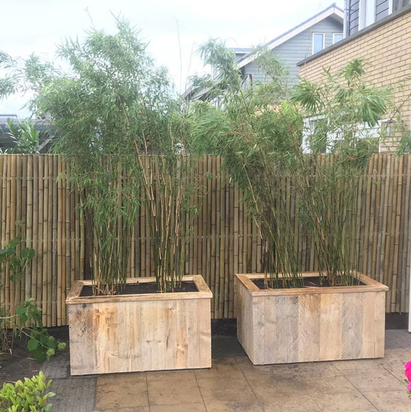 Bamboe in pot met mooi houten afwerking