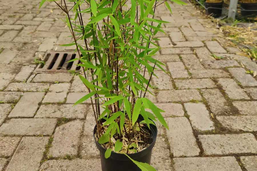 Een jonge Fargesia Black Pearl in een kleine pot