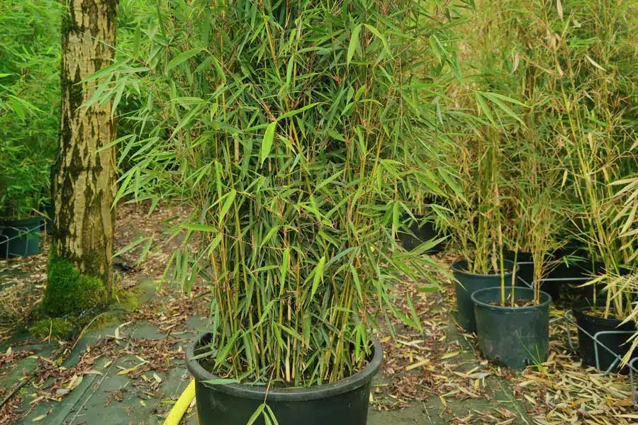 Fargesia Campbell in een grote pot
