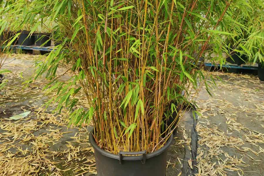 Fargesia Rufa volgroeid in grote pot