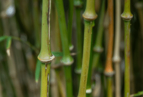 Bamboeplant - Qiongzhuea Tumidissinoda - woekerend