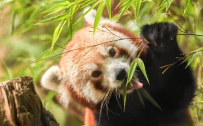 Onze bamboe krijgt een tweede leven in DierenPark Amersfoort
