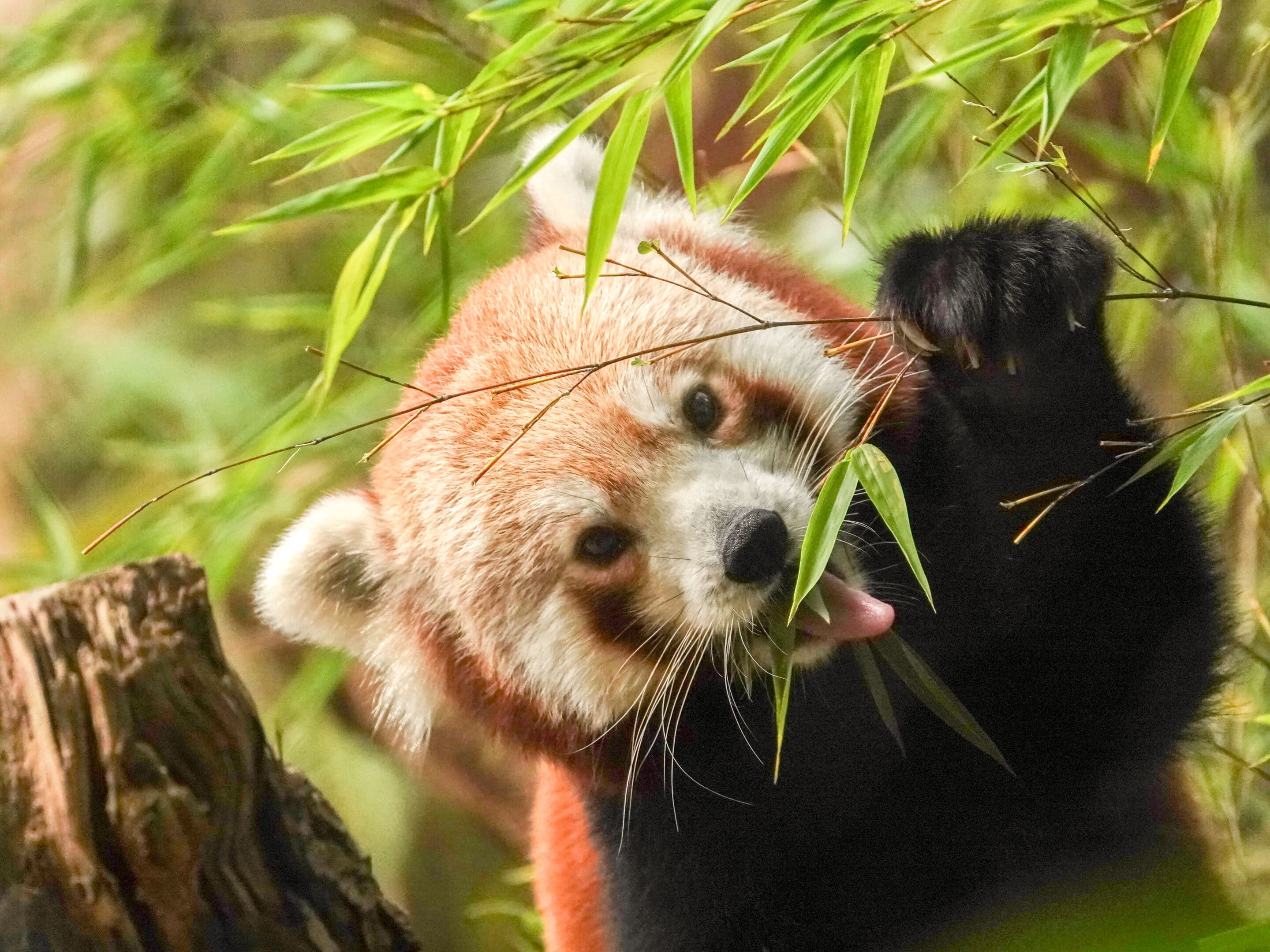 Shanti rode panda eet bamboe
